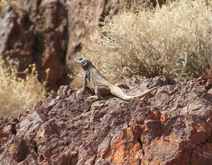 Chuckwalla